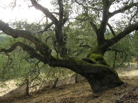 Oak with fence